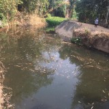 เทศบาลตำบลแม่อายร่วมกับประชาชนบ้านโห้งหลวง ร่วมกันพัฒนาฝายกลางบ้าน หมู่ที่ 7 ตำบลแม่อาย