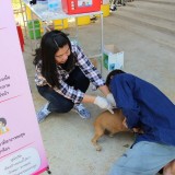 โครงการรณรงค์และป้องกันโรคพิษสุนัขบ้า ประจำปีงบประมาณ 2560