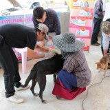 โครงการรณรงค์และป้องกันโรคพิษสุนัขบ้า ประจำปีงบประมาณ 2560