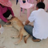 โครงการรณรงค์และป้องกันโรคพิษสุนัขบ้า ประจำปีงบประมาณ 2560