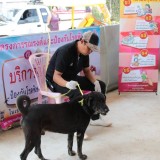 โครงการรณรงค์และป้องกันโรคพิษสุนัขบ้า ประจำปีงบประมาณ 2560