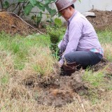 โครงการปลูกต้นไม้เพิ่มพื้นที่สีเขียวในเขตเทศบาลตำบลแม่อาย