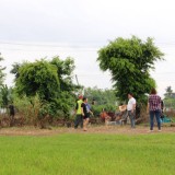 โครงการปลูกต้นไม้เพิ่มพื้นที่สีเขียวในเขตเทศบาลตำบลแม่อาย