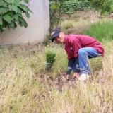 โครงการปลูกต้นไม้เพิ่มพื้นที่สีเขียวในเขตเทศบาลตำบลแม่อาย